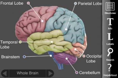 Top Psychology Apps in 2012 | CareersinPsychology.org 3D Brain