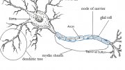 Fields of Study in Psychology