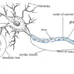 Fields of Study in Psychology