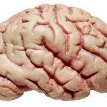 What types of Psychologist are there? What types of Psychologist are there?