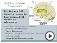 Areas of Psychology